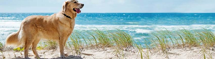 Urlaub mit Hund Nordsee Mit GALERIA Reisen buchen